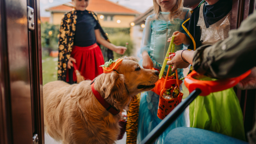 Costumed children and a golden retriever at a door with trick or treat bags.