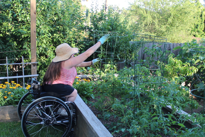Woman in wheelchair in a floppy hat tending to her tomato plant in an accessible garden.