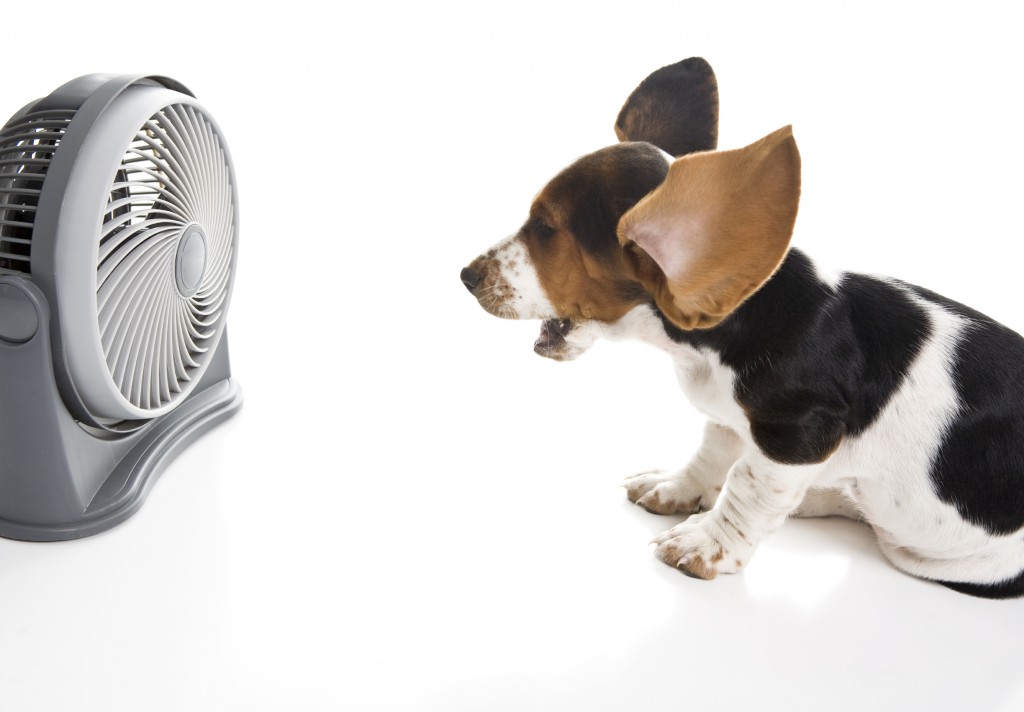 bassett hound in front of a fan with its ears flapping in the wind