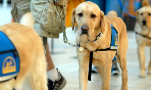 Yellow Labrador service dogs wearing blue vests. One in clear focus.