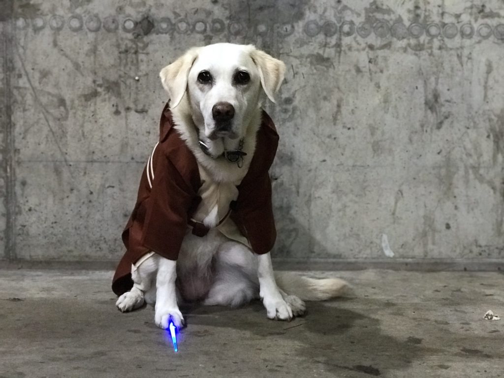 ‘Ari’ in a Jedi costume with brown hooded robe, a beige tunic, brown belt with small satchel attached, and under right paw is a mini blue lighted light saber. Ari is part Labrador and part golden retriever with almost white blond fur. She is sitting. 