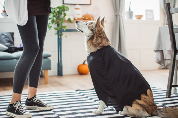 A dog wearing a black cape, sitting in front of a person, seen from the waist down.